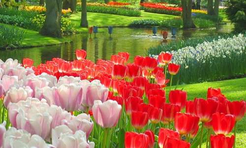 Jardim Keukenhof - O mais Bonito jardim de flores do Mundo - 04