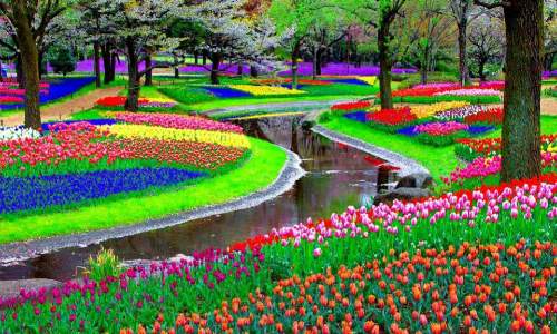 Jardim Keukenhof - O mais Bonito jardim de flores do Mundo - 06