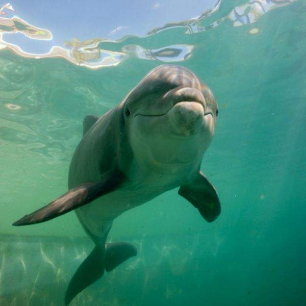 Miami Seaquarium - golfinho